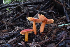 Hygrocybe splendidissima