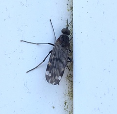 Sylvicola alternatus