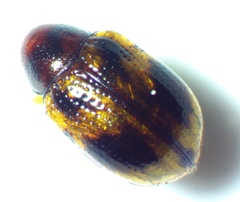 Paria fragariae