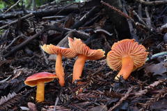 Hygrocybe splendidissima