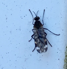 Sylvicola alternatus