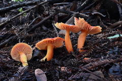 Hygrocybe splendidissima