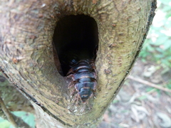 Diplopoda