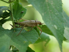 Dasyscelus normalis
