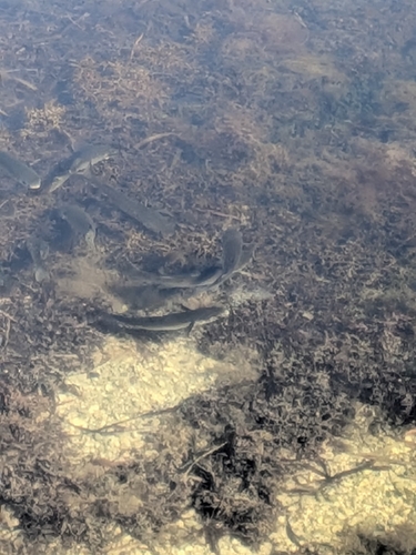 Mugil cephalus
