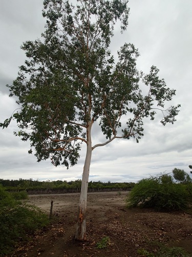 Eucalyptus alba observed 2026-04-26