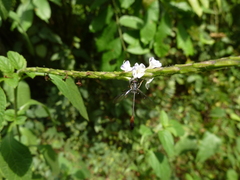 Diptera