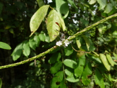 Diptera