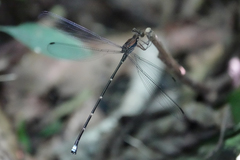 Philogenia leonora
