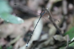 Philogenia leonora