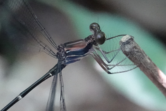 Philogenia leonora