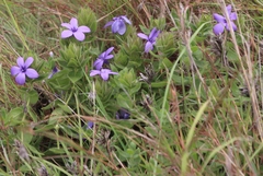Barleria ovata