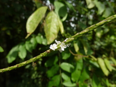 Diptera