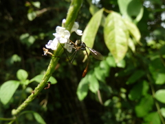 Diptera