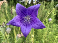 Platycodon grandiflorus