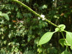 Diptera