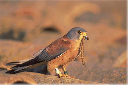 Lesser Kestrel