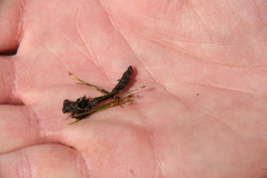 Eleocharis parvula