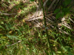 Diptera