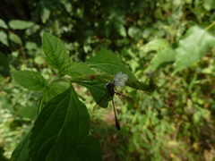 Diptera