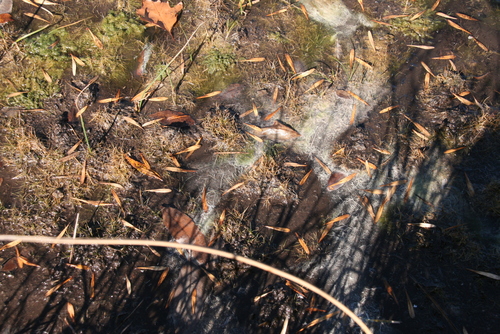 Image of Eleocharis parvula by (c) Derek, some rights reserved (CC BY)