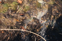 Eleocharis parvula