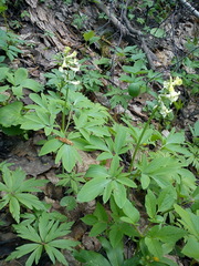 Corydalis cava marschalliana