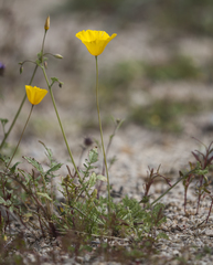 Eschscholzia androuxii