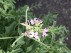 Matthiola parviflora