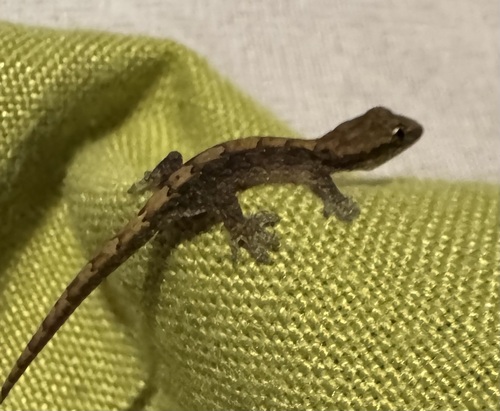 Lepidodactylus lugubris observed 2026-04-09
