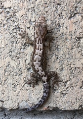 Lepidodactylus lugubris