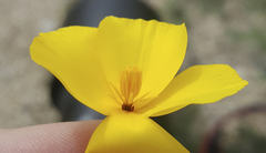Eschscholzia androuxii