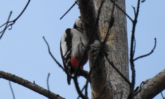 Dendrocopos major major