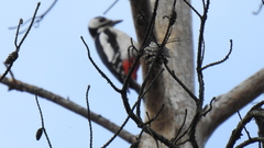 Dendrocopos major major