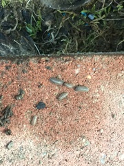 Armadillidium nasatum