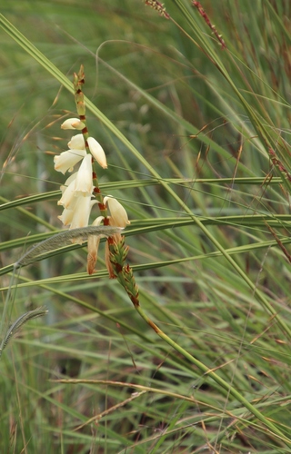 Image of Watsonia watsonioides by (c) Tony Rebelo, some rights reserved (CC BY-SA)