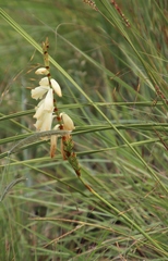 Watsonia watsonioides