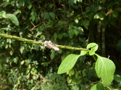 Diptera