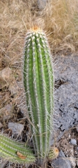 (c) Wilson Alexander Arteaga Mejía, some rights reserved (CC BY) Espostoa mirabilis, photograph (c) Wilson Alexander Arteaga Mejía, some rights reserved (CC BY)