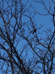 Turdus migratorius