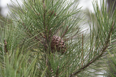 Pinus muricata