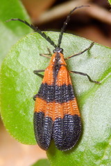 Calopteron discrepans