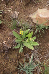 Eriosema ellipticifolium