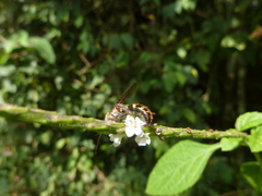Hymenoptera