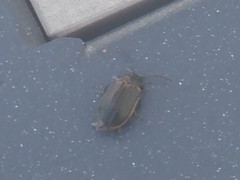 Microtheca ochroloma