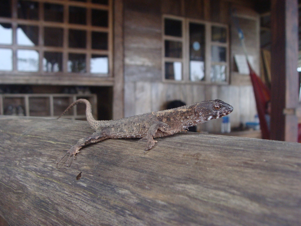 Blunt Hedgehog-Lizard