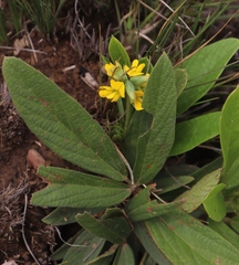 Eriosema ellipticifolium