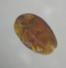 Corylophidae