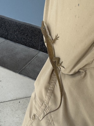 Anolis carolinensis observed 2026-04-10