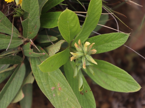 Image of Eriosema ellipticifolium by (c) Tony Rebelo, some rights reserved (CC BY-SA)